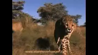 A Brave Woman Teases Wild Cheetahs