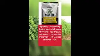 Pioneer sarso🙀🙀#सरसों की टॉप वैरायटियां#sarso ki top variety#mustardseeds #agriculturegayan