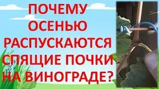 ПОЧЕМУ НА ВИНОГРАДЕ РАСКРЫЛИСЬ ПОЧКИ ОСЕНЬЮ. Как выращивать виноград.
