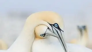 Iconic seabird of the North Atlantic|Gannets |northern gannets|Birds