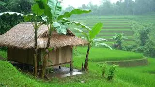 Rain in a Rice Field Hut &bull; Relaxing Sleep Music & Nature Sounds &bull; Calming Instrumental Meditation