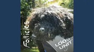 Follicles