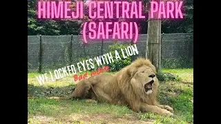 Best Safari in Japan? 🐘🦁 Drive-Thru Adventure at Himeji Central Park