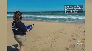 National Aquarium Releases 9 Rescued Sea Turtles In Waters Off Florida's Coast
