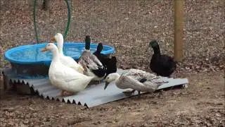 Our Six Pet Duckies enjoying the early spring, a frog, and bathtime & pool