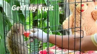 Updating News:Our Team Prepare To Feed Poor Baby Monkey Janet With Nice Fruit Before Give Medicine