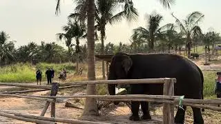Chonburi - Elephant plucks two coconuts from tree and crushes one with foot #elephant #thailand 