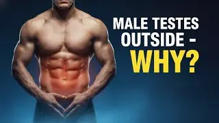 Why Are Men&rsquo;s Testicles Outside The Body?