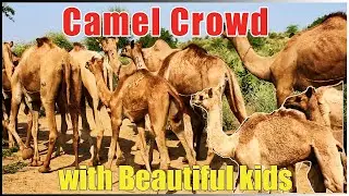 Huge 🐪  camel crowd 😱😱 with beautiful Camel kid's #camelcaravan #camelwalk #animals #camel #rabari #