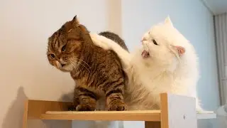 우리집 고양이 서열은 망했습니다.