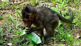 Lori skinny baby monkey pity her, Lori is a pitiful baby monkey