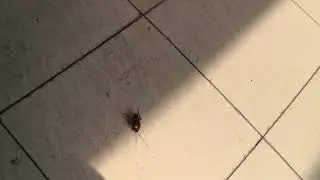 CMO-Live cockroach test