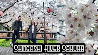 Walking Tour in Shingashi River l Cherry Blossom in Japan l Sakura in Japan [4K]