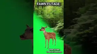 Fawn footage on the green screen. Video animation Deer.