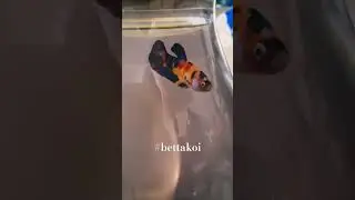 #bettafish #beautifulfish #canada #canadabetta #koi#bettakoi#multicolor#fancybetta#