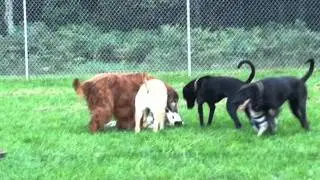 Do Dogs Smile? Find Out At The Ferrysburg Dog Park