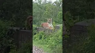 kabini safari❤&zwj;🩹#kabini #safari #wildlife #tiger #tigershroff #forest #fallow #india #karnataka