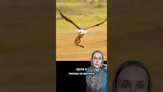 ЛИС И ОРЕЛ СРАЖАЮТСЯ ЗА ОБЕД ПРЯМО В ВОЗДУХЕ