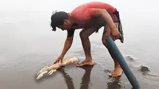 Así se saca los Napes o Maruchas, un Cebo Irresistible para PESCA 【Ghost Shrimp】
