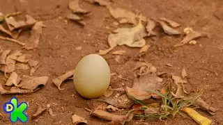 Zu encontra um ovo e tenta cuidar dele com os meninos | O zoo da zu | Discovery Kids  Brasil