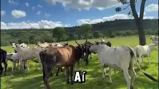 Fazenda em Quirinópolis/GO por R$1,8M! Pecuária