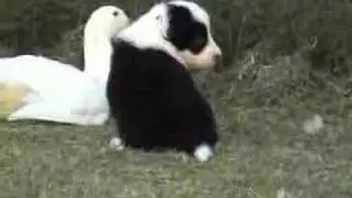 Border Collie puppies at 4 weeks old with ducks