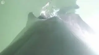 Researchers strap GoPros to dolphins as they hunt snakes and fish