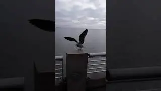 Herman the Heermann's gull flies up!