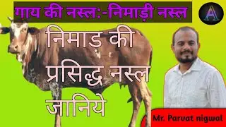 निमाड़ की प्रसिद्ध नस्ल निमाड़ी नस्ल जानिए/parvat nigwal/veterinary/AVFO/ayushman online classes