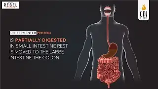 Unfermented Protein vs Fermented Protein