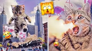 CAT CHAOS COMPILATION 🙀 😛 😺