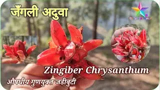 Zingiber Chrysanthum Herbal Medicine 🌿 | Hidden Himalayan Treasure | Baitadi