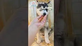Delia the pomsky puppy video update - 10 weeks old