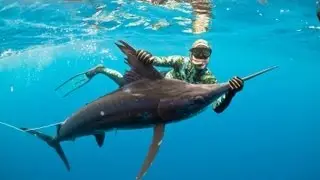 World First Pole-Speared Marlin