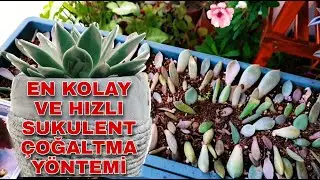 SUKULENT ÇOĞALTMA DA EN HIZLI VE PRATİK YÖNTEM / YAPRAKTAN ÇOĞALTMA / ÇİÇEK DİKİMİ