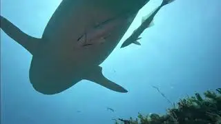 Tiger shark swimming over Heidi 