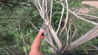 Top of the cedar tree pt2