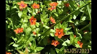 Anagallis arvensis    Greece  by  Theo