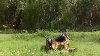 German Shepherd Pack.........A Short Film By PANZERTOO