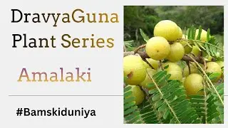 Plants Series ☘️🌳                                        1st. Amalaki Drug🏵️ #bamskiduniya #ayurveda