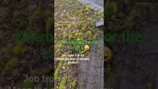 Process I use to remove, treat, and kill moss on Roofs! #asmr #mossremoval