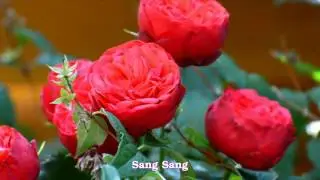 Free download 4 Video Background Roses - Blooming Roses