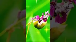 Flying Jewel Dances in Tibet: The Nectar-Sipping White-eye Bird! #WhiteEyeBird #NectarFeeding