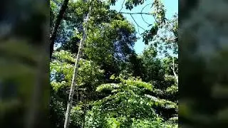 Find Durian seeds