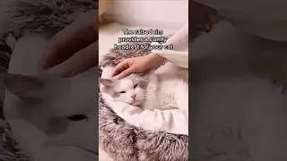 2 In 1 Dog And Cat Bed Pet Winter Bed Round Plush Warm Bed House Soft Long Plush Pets Bed Pet