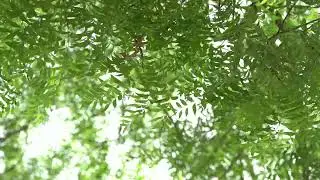 GREEN NEEM LEAF'S BACKGROUND | SIMPLICITY OF NATURE BEAUTY #nature #naturebackground