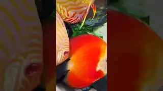 What to look for when buying Discus? #discus #aquarium #fishtank #discusfish #fish #aquariumfish