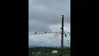 El Aire de la Gracia - Poema Musical