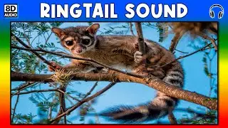 🐿 RINGTAIL SOUND - RINGTAIL SOUND EFFECT - SOUND OF RINGTAIL - NOISE OF RINGTAIL