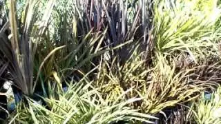 Grasses sedges and related in a single display